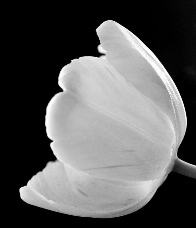 B&W Tulip