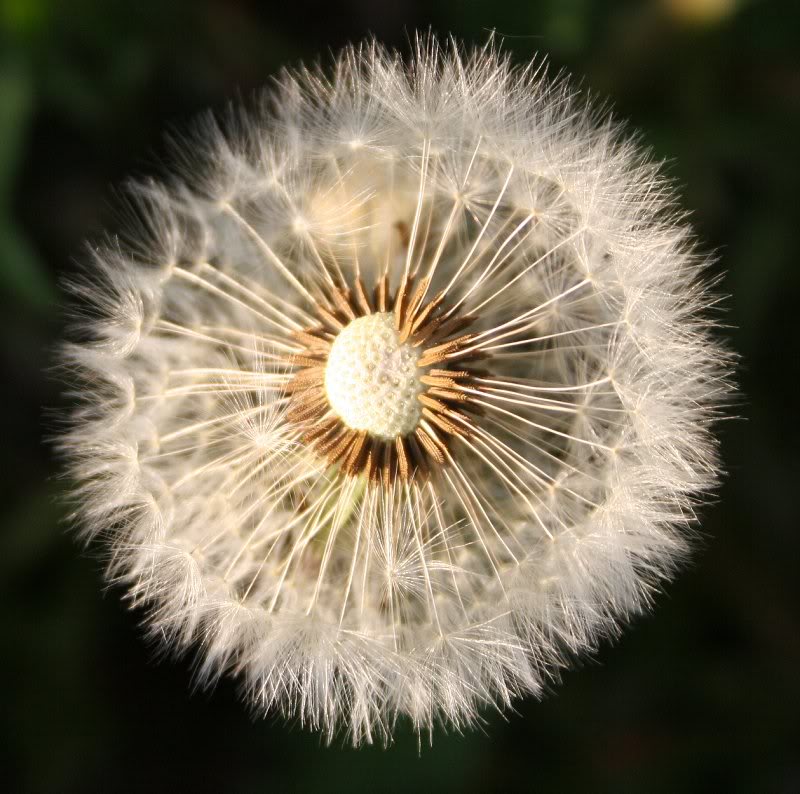 Dandelion
