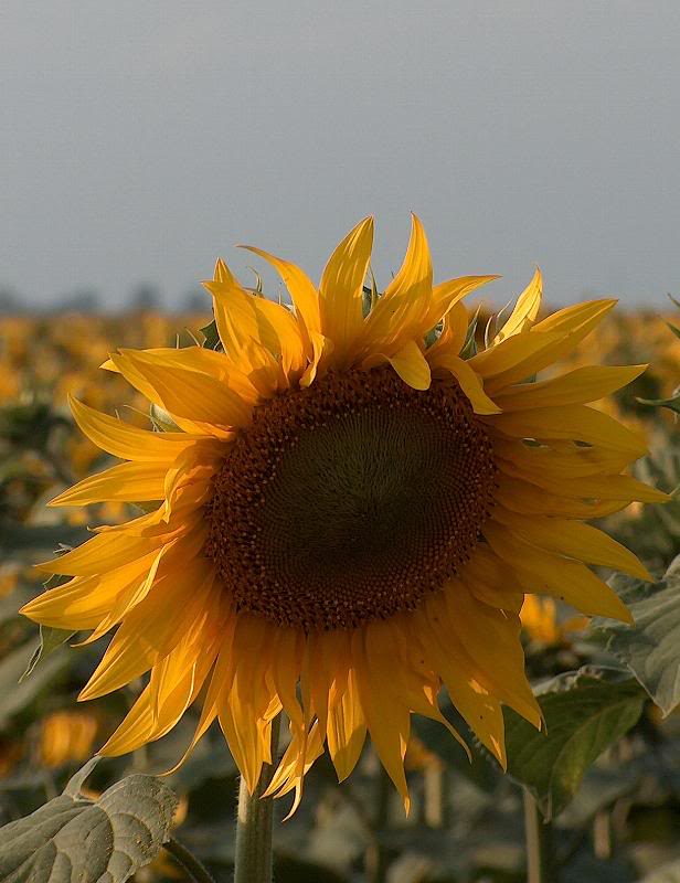 sunflower portrait