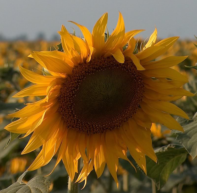 sunflower