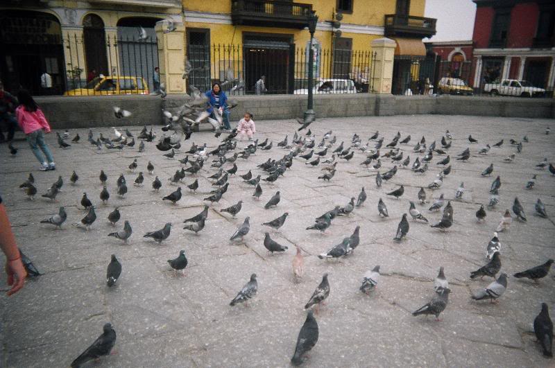 Pidgeons