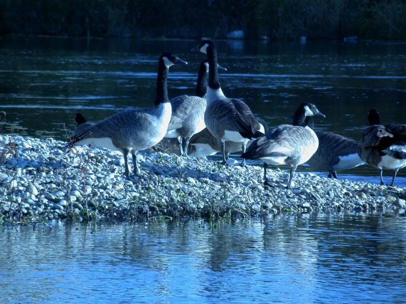 Geese on gravel bank in Grand River, Kitchener, Ontario...