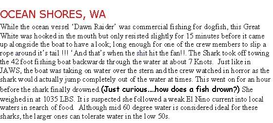 Ocean Shores WA Shark Tale Great White Aug 2005