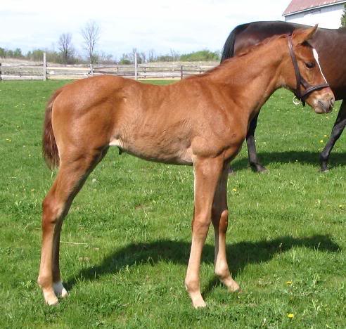 Dalcassianette Filly