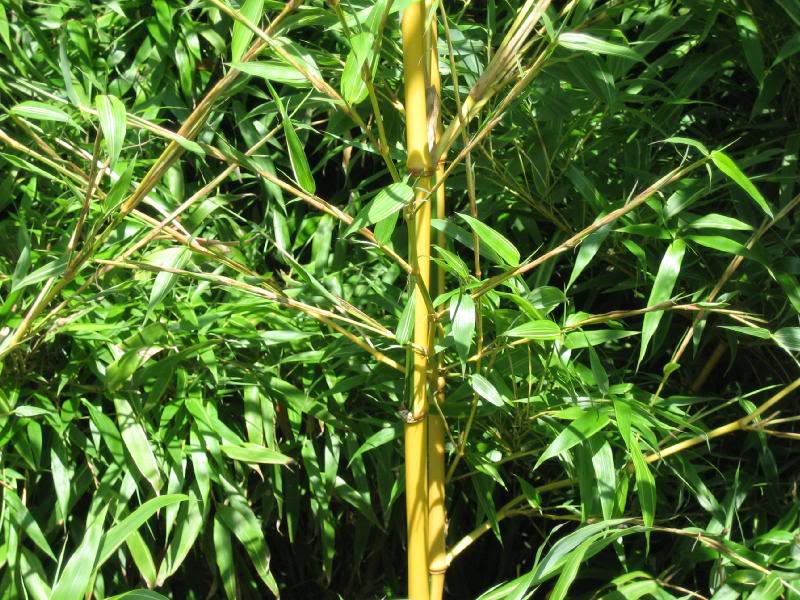 Phyllostachys bambusoides "castillonis"