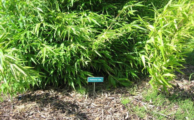 Phyllostachys edulis