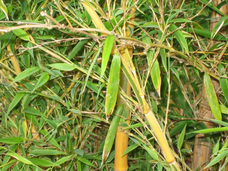 Phyllostachys pubescens Bicolor