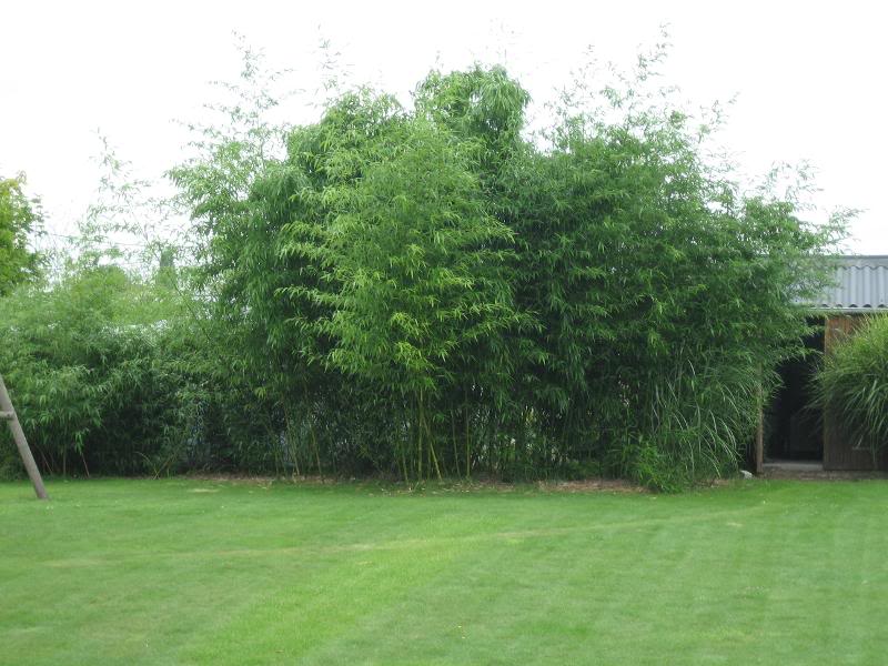 Phyllostachys vivax f.huanwenzhu