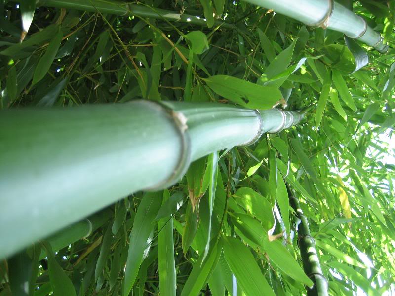 Phyllostachys vivax