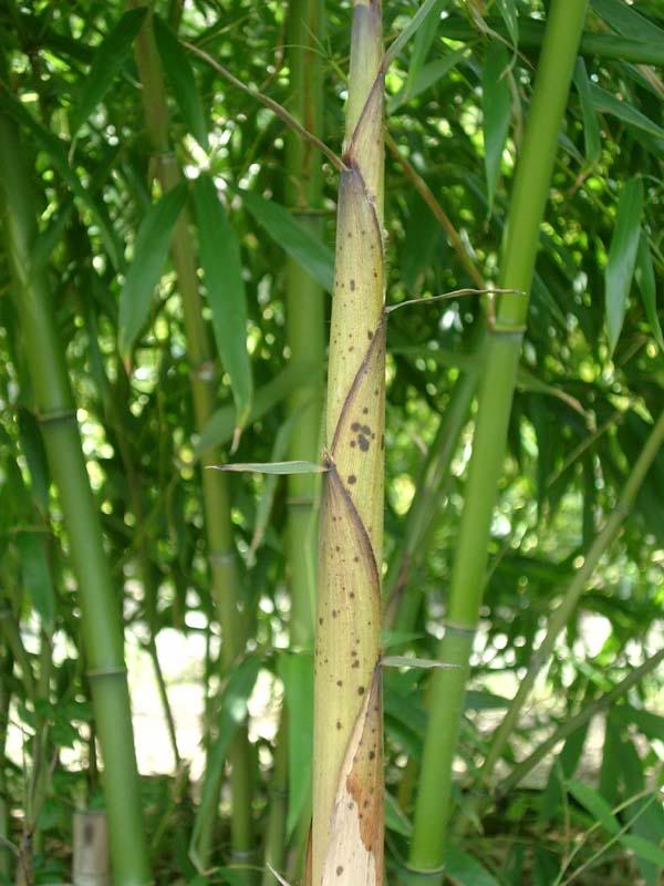 phyllostachys kwangsiensis