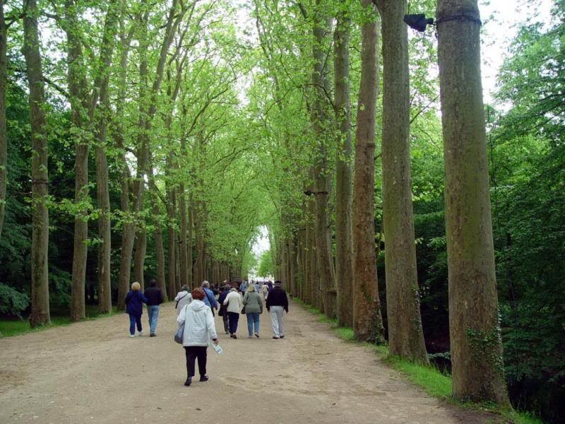 Tours,Tree-line d walkway to Chateau de Chenonceau