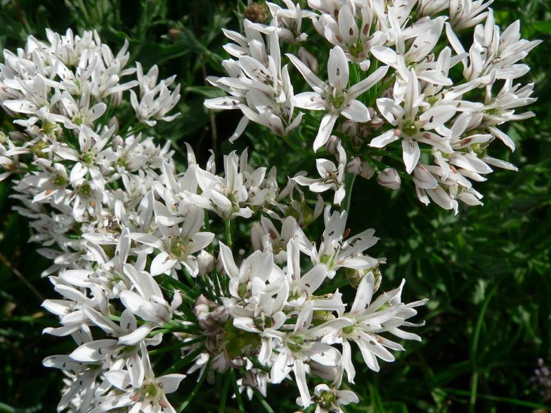 Allium ramosum