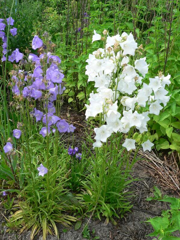 Campanula persicufolia (Peach-leaved bellflower)