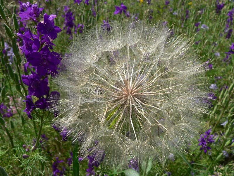 Goatsbeard Seedhead