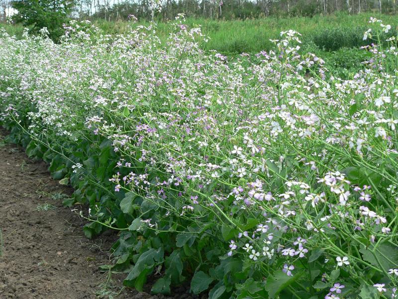 Radishes in flower for seed production: Big White Princ...