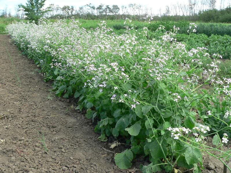 Radishes in flower for seed production