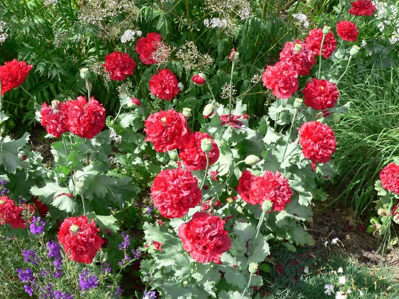 Red Peony Poppy -- Papaver somniferum