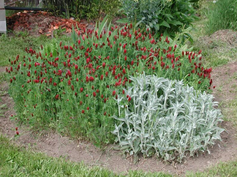 dscn5113crimson clover