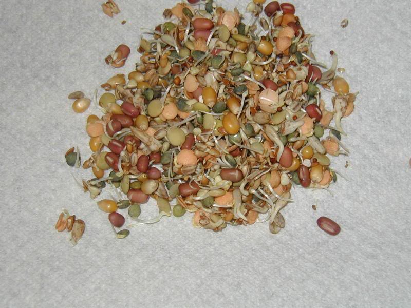 Welcome to my How to "Germinate" Sprout Guide: