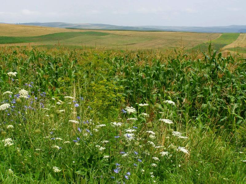 between Cluj and Sibiu / zwischen Klausenburg und Herma...