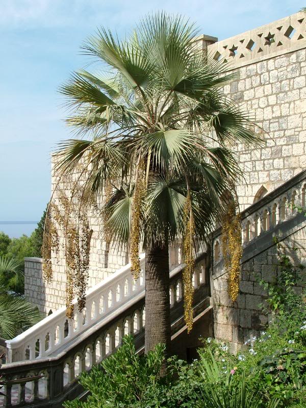 Brahea armata in fruit