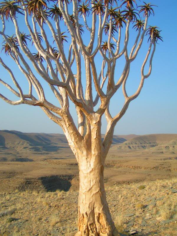 Quiver Tree - Naukluft Mountain Range