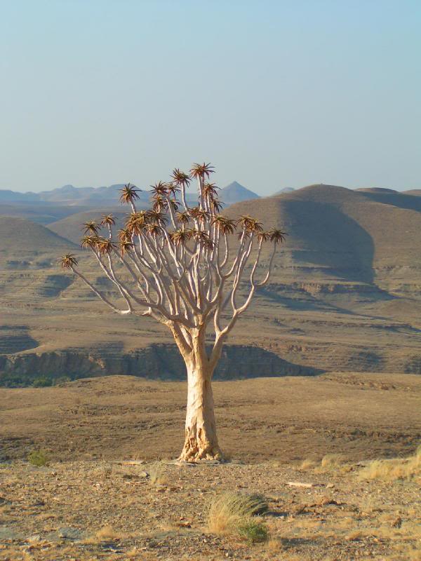 Quiver Tree in Naukluft Mountain Range