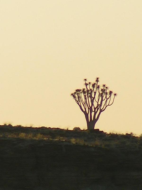 Same Tree at Sunset