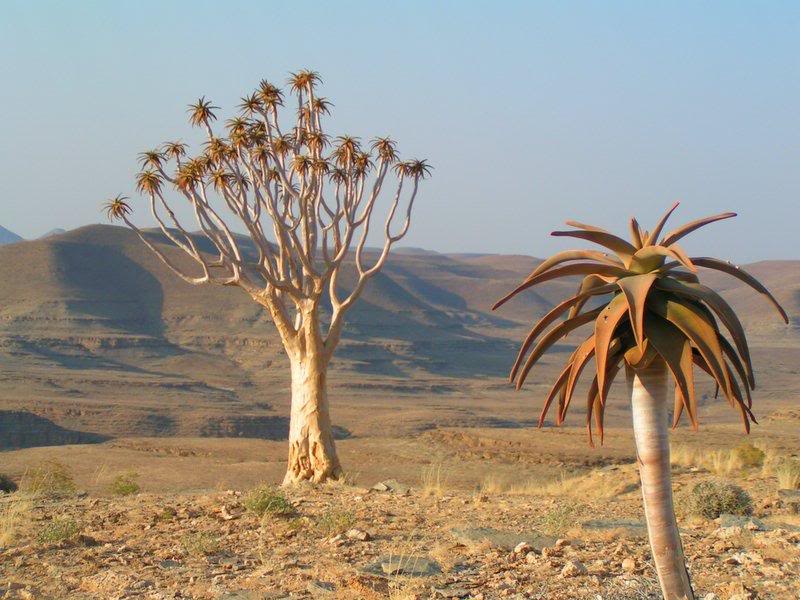 Young Quiver Tree and Old Quiver Tree