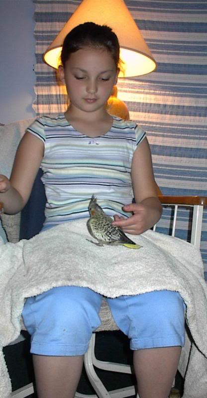 Kids love baby Cockatiels