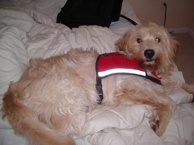 Tiger and his therapy dog in training vest