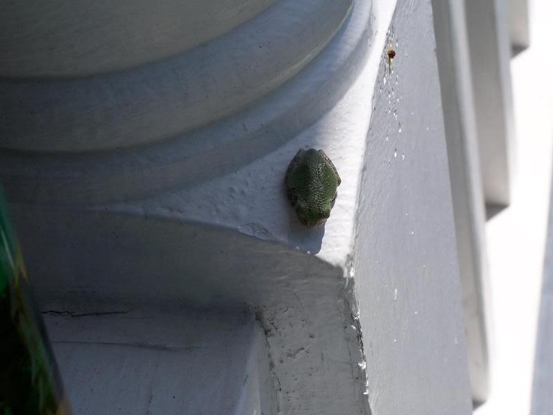 Baby Frog on Porch