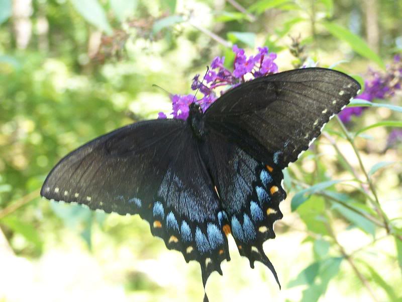 Black Swallowtail 2
