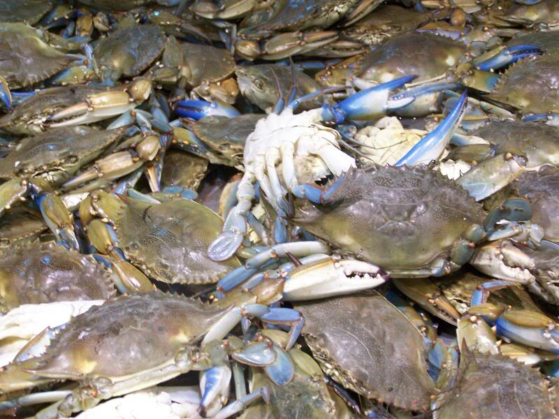 Crabs at Korean Market, Duluth, GA