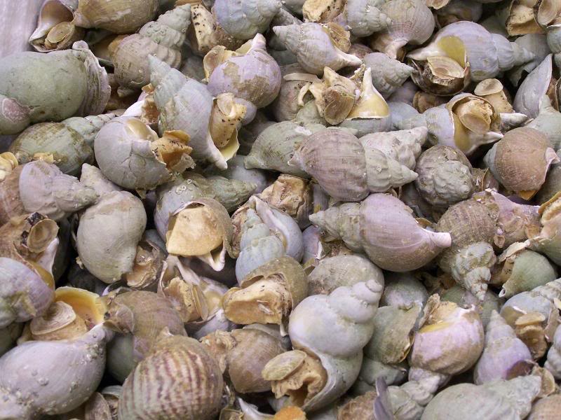 Snails at Korean Market, Duluth, GA