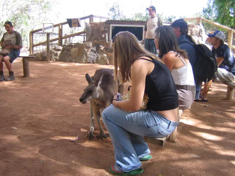 ashley talking to the kangaroos