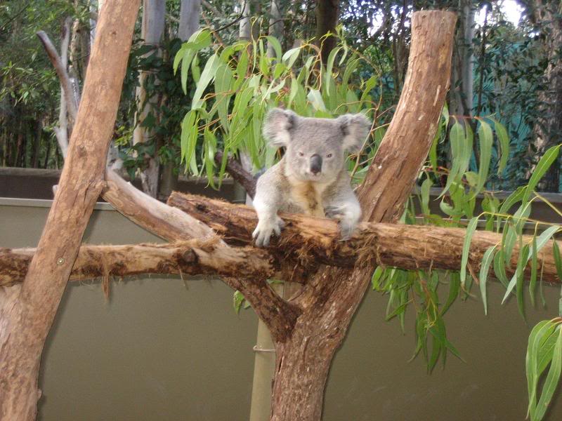 lucy the koala!