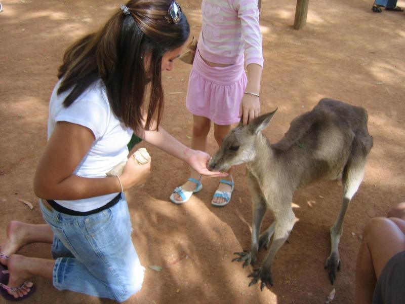 more feeding kangaroo