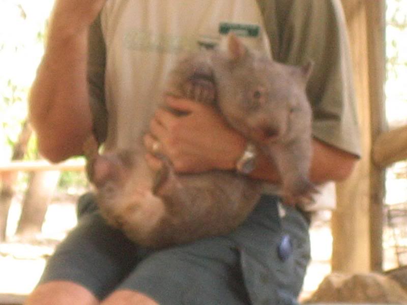 wombat!!!!!