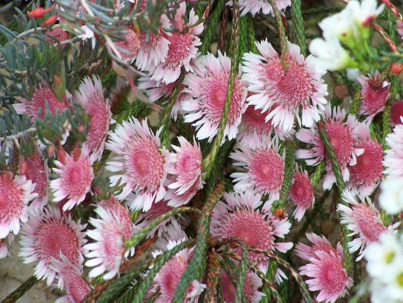 Actinodium calocephalum