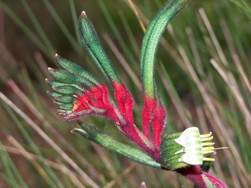 Anigozanthos manglesii