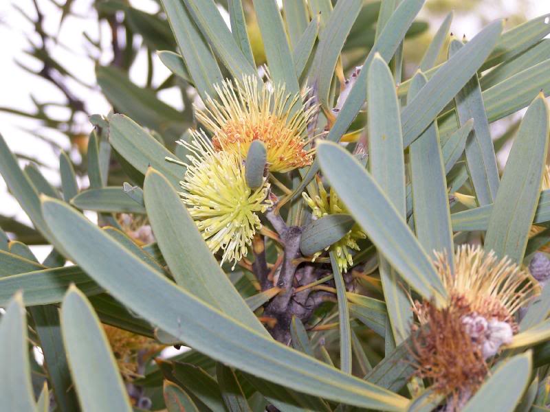 Ashby's Hakea