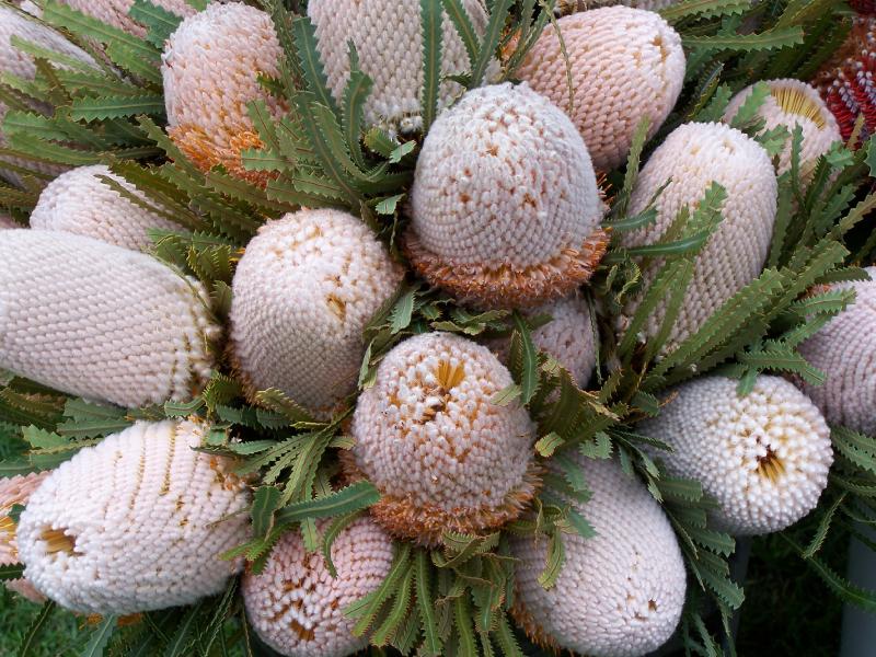 Banksia Bunch