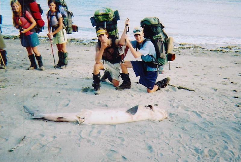 random dead shark
