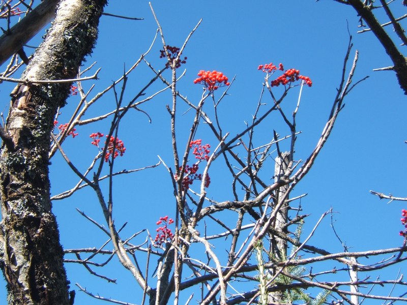 What kind of berries?