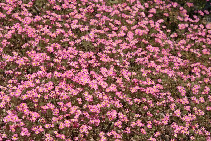 Pink flower field IMG0025