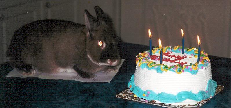 Cinnabun's 4th birthday