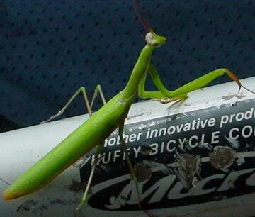Praying Mantis