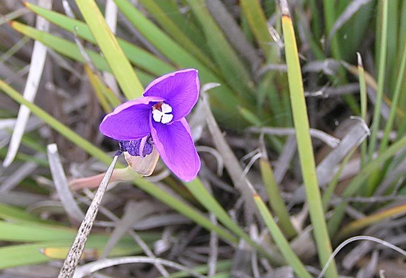 Beautiful picture in purple