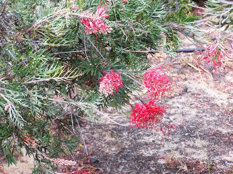 Street display in Wyalkatchem